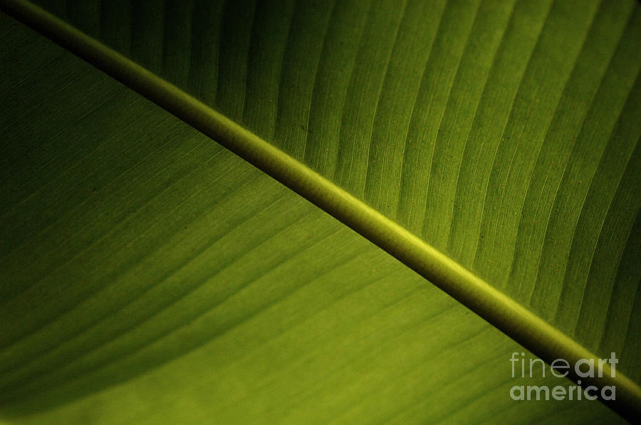 Banana Leaf #1 Photograph by Bob Christopher