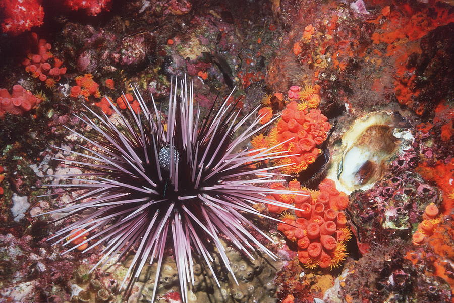 Banded Sea Urchin Photograph by Georgette Douwma - Fine Art America