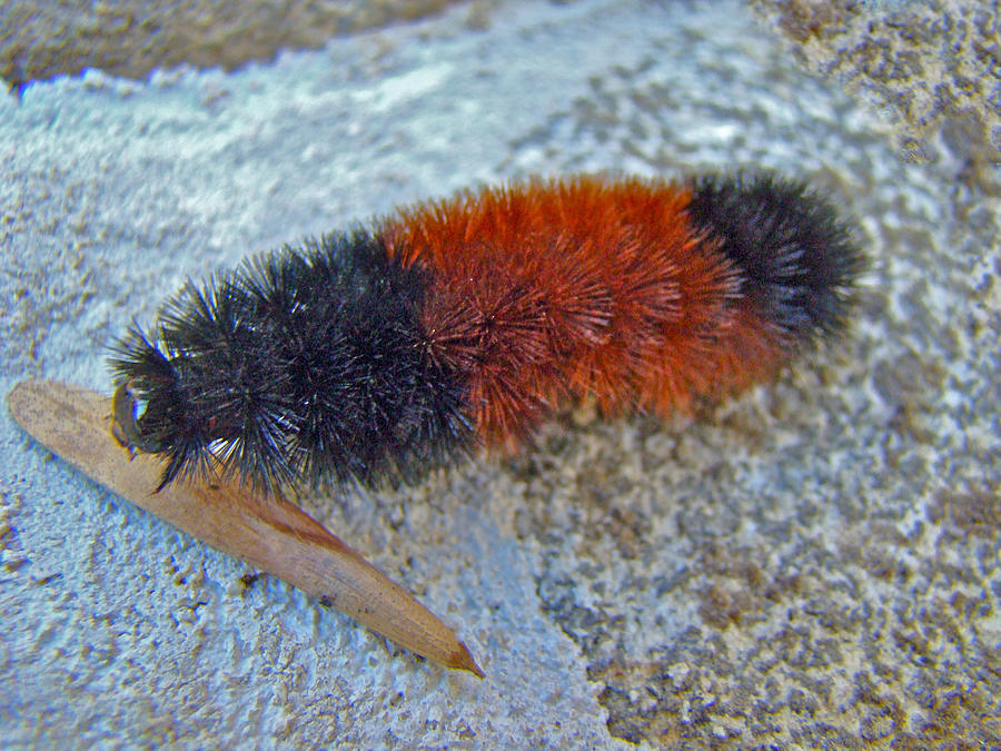 Banded Woolly Bear Caterpillar - Pyrrharctia isabella #1 Photograph by Carol Senske