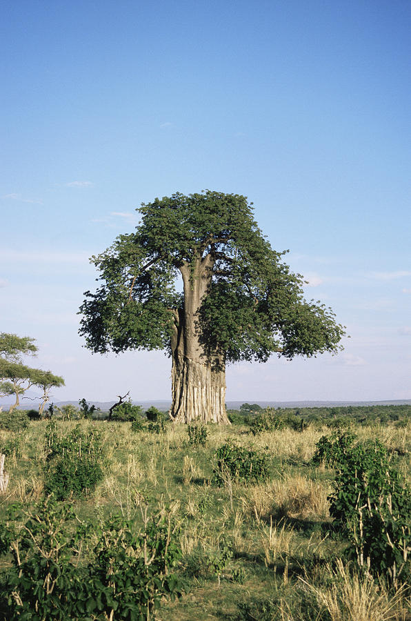 Baobab Tree (adansonia Digitata) #1 by Science Photo Library