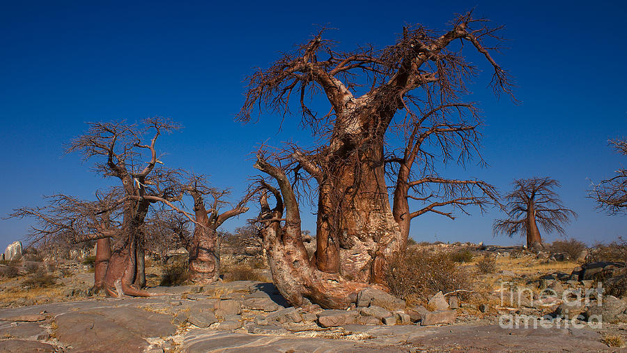 Baobab Trees #1 Photograph by Mareko Marciniak