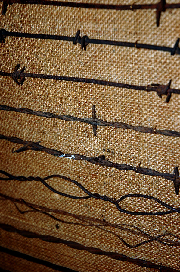 Barbed Wire #1 Photograph by LeeAnn McLaneGoetz McLaneGoetzStudioLLCcom