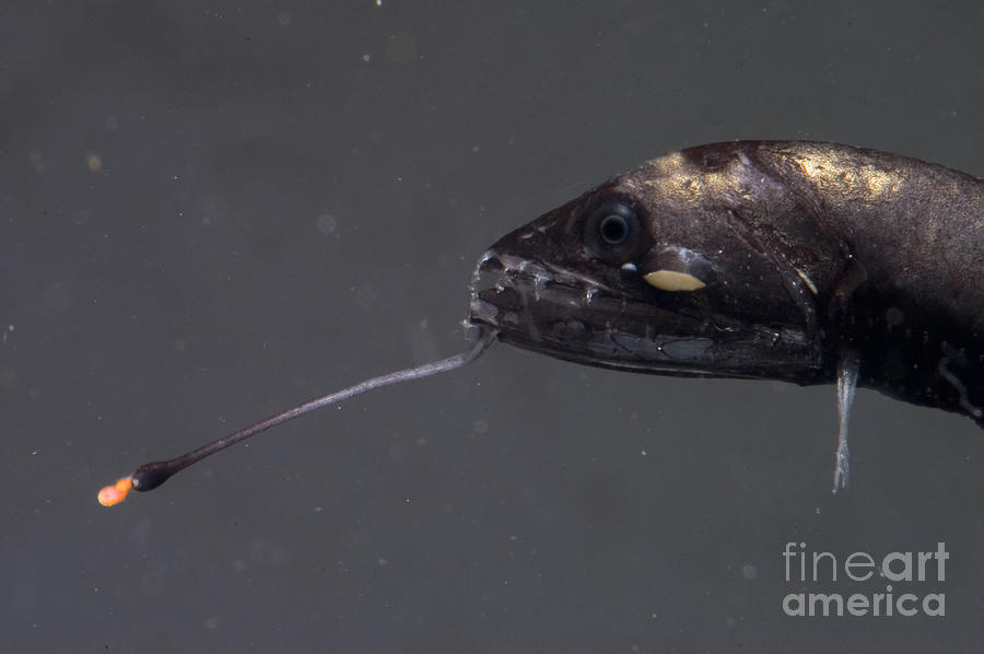 Barbeled Dragonfish #1 Photograph by Dante Fenolio