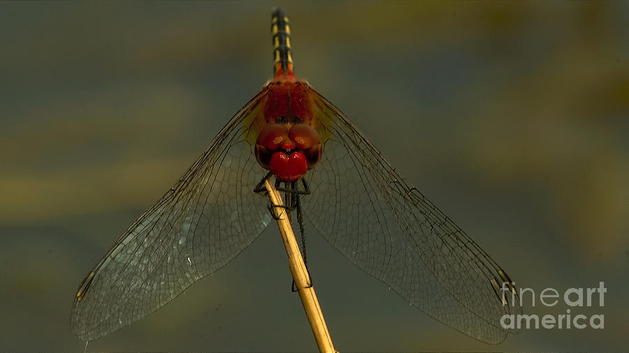 Barbet dragonfly #1 Photograph by Mareko Marciniak