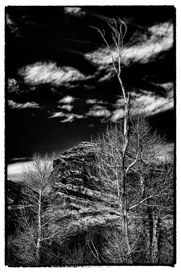 Bare Trees at Red Rocks #1 Photograph by David Patterson