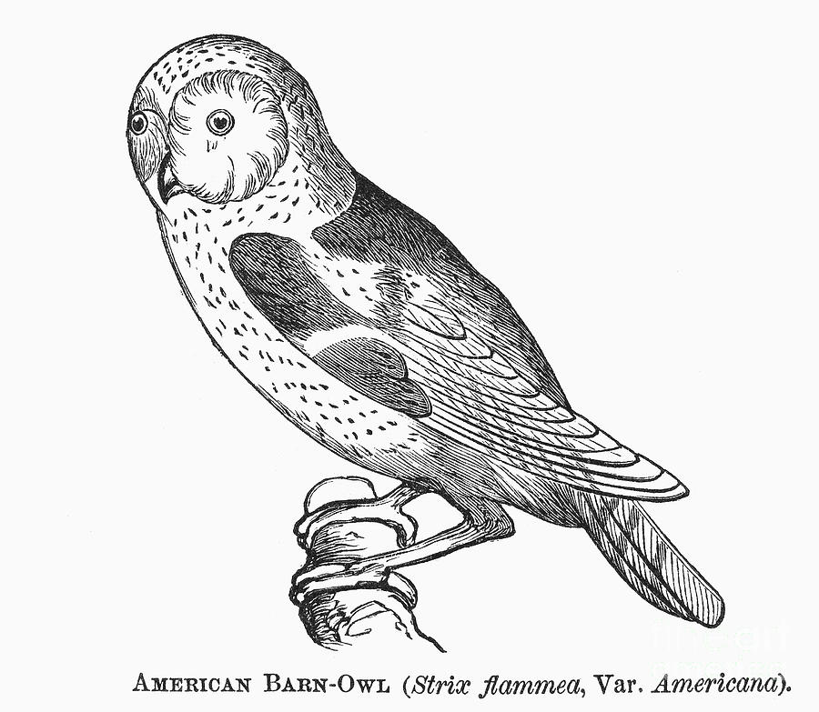 Barn Owl, 1877 #1 Photograph by Granger