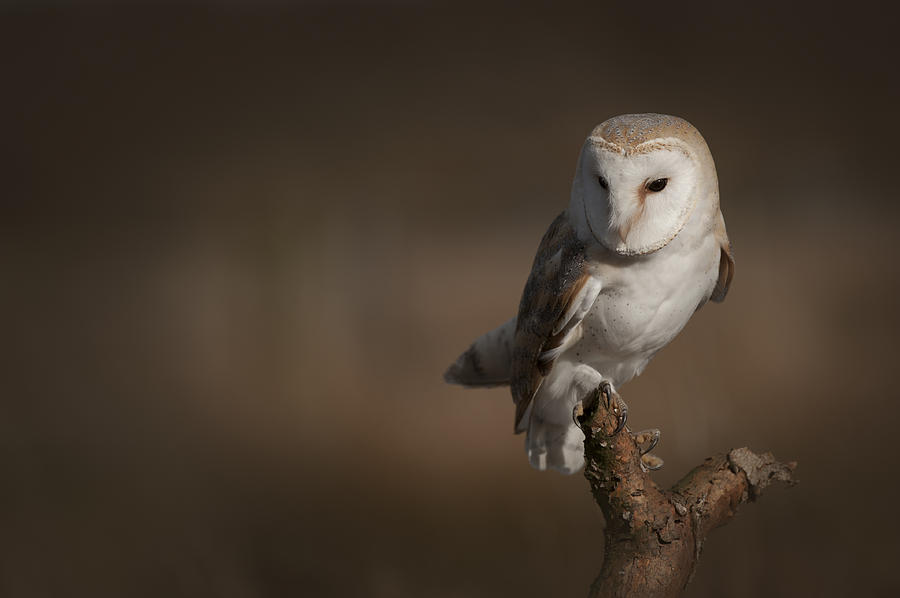 Barn Owl #1 Photograph by Andy Astbury