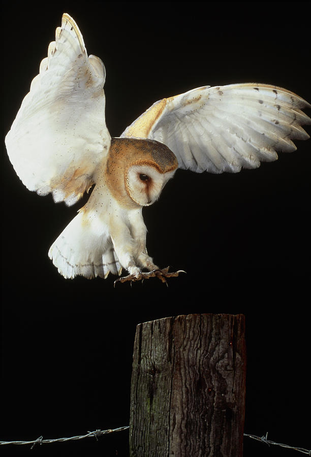 Barn Owl #1 Photograph by Andy Harmer