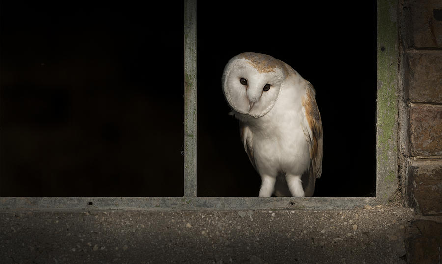 Barn Owl in Window #1 Photograph by Andy Astbury