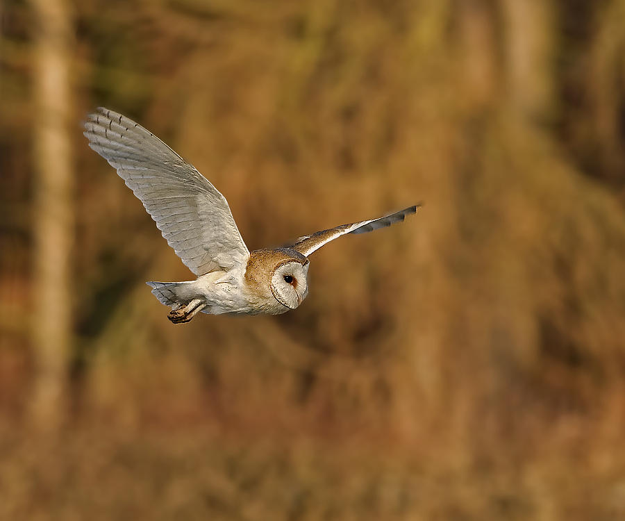 Owl Photograph - Barn Owl #1 by Paul Scoullar