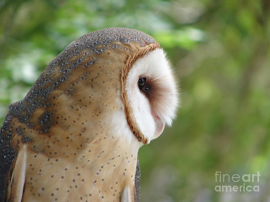 Barn Owl Photograph by Randy J Heath