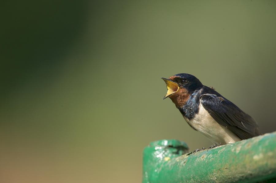Barn Swallow Hirundo Rustica Fledgling #1 Photograph by Cyril Ruoso