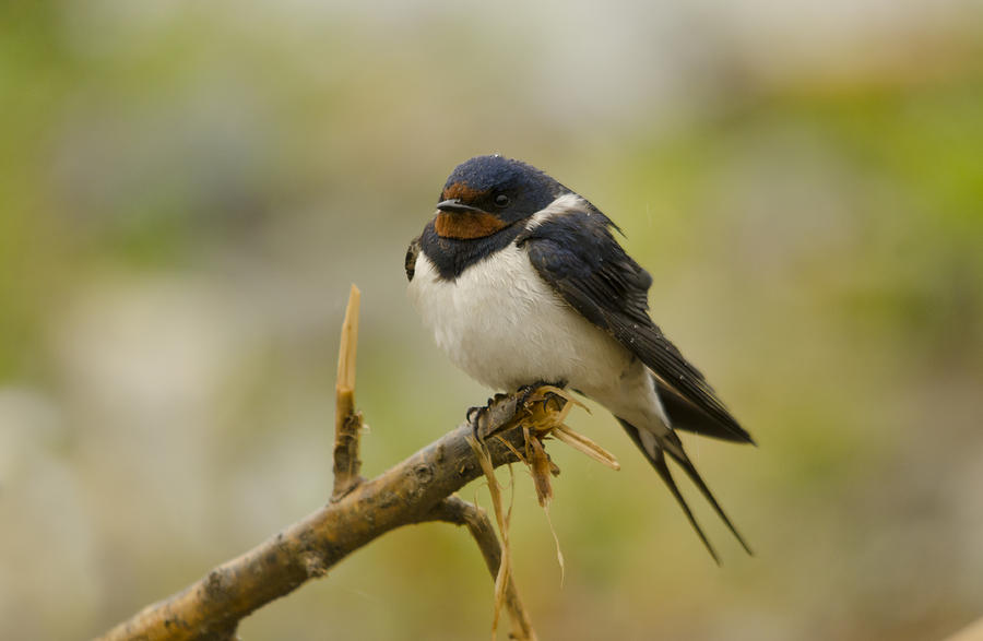 Barn swallow #1 Photograph by Perry Van Munster