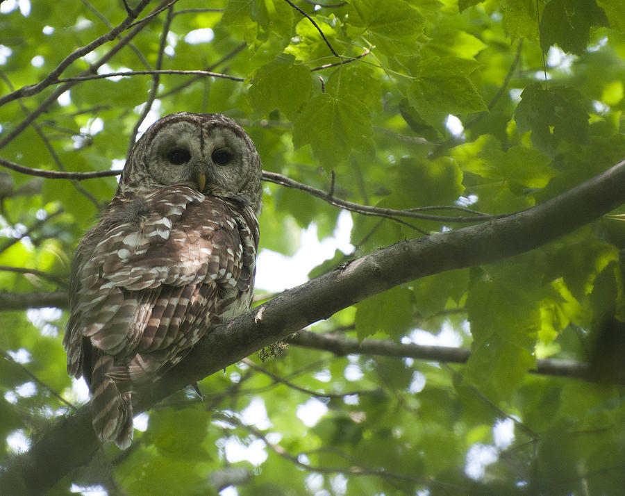 Barred Owl #1 Photograph by Glenn Gordon