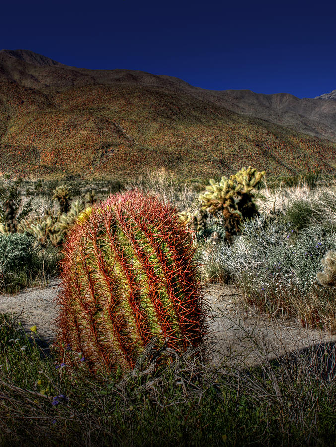 Desert Photograph - Barrel Cactus #1 by Chris Brannen