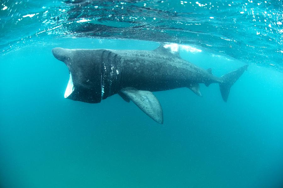 Basking Sharks Photograph by Louise Murray - Fine Art America