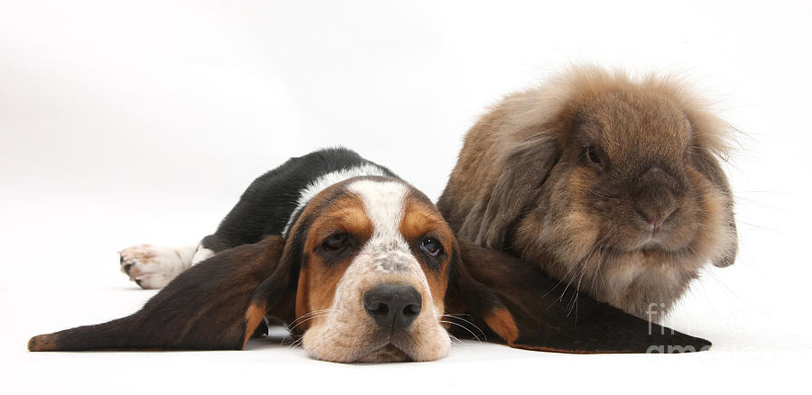 Animal Photograph - Basset Hound And Rabbit #1 by Mark Taylor