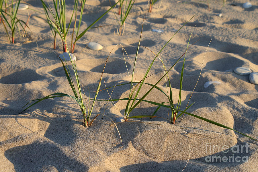 Beach Grass #1 Photograph by Ted Kinsman