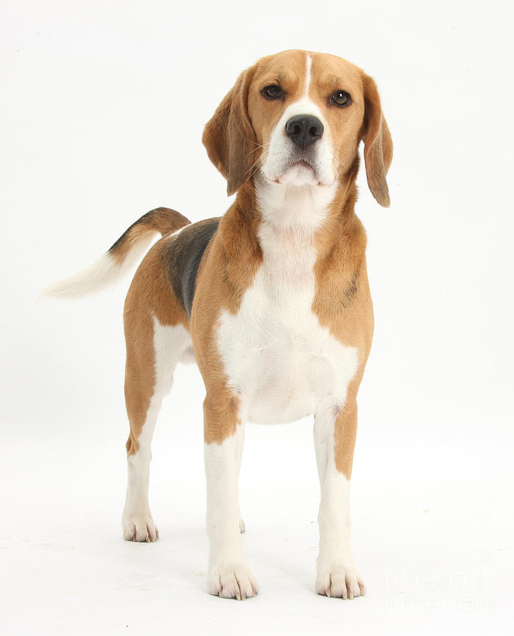 Beagle Dog #1 Photograph by Mark Taylor