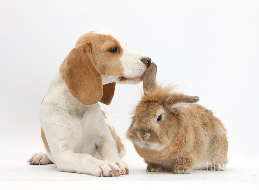 Beagle Pup And Rabbit #2 Photograph by Mark Taylor
