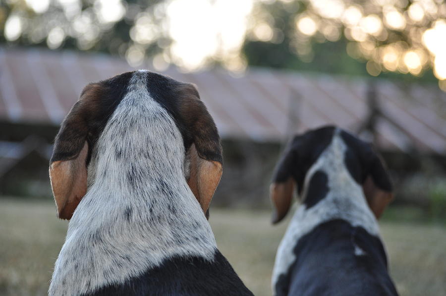 Dog Photograph - Beagle #1 by Tammy Price