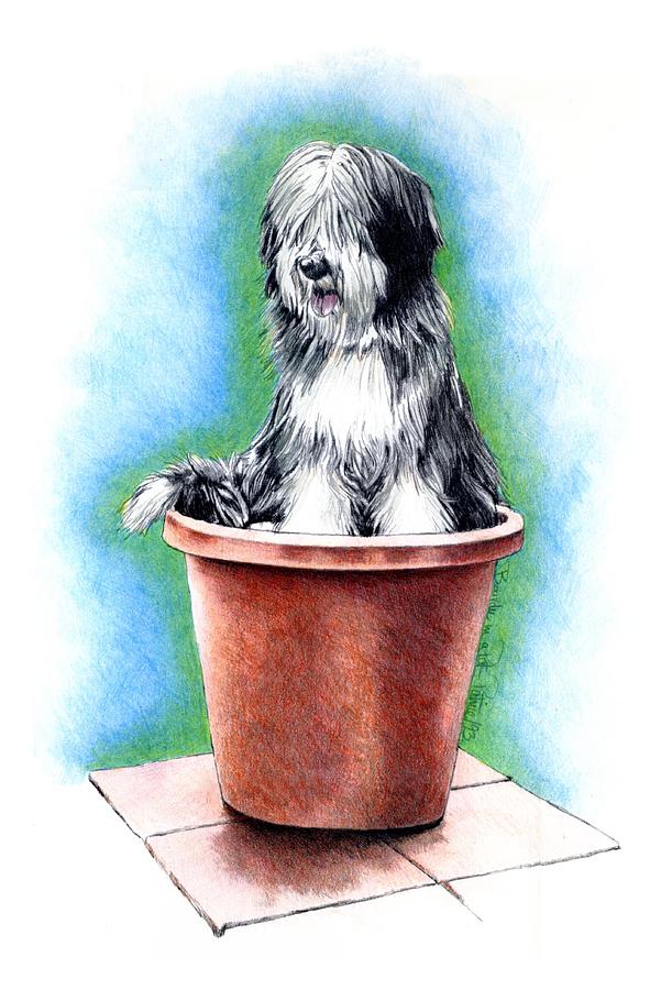 Dog Painting - Beardie in a Pot by Patrice Clarkson