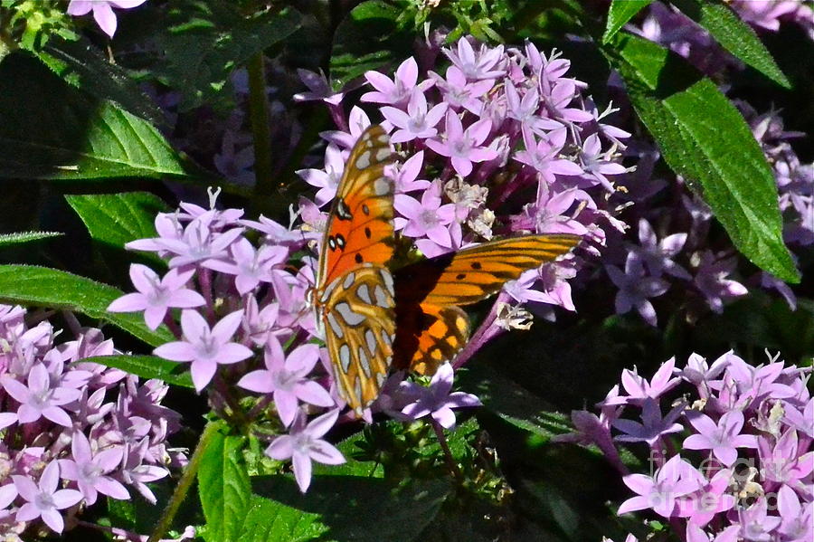 Beautiful Butterfly #1 Photograph by Carol  Bradley