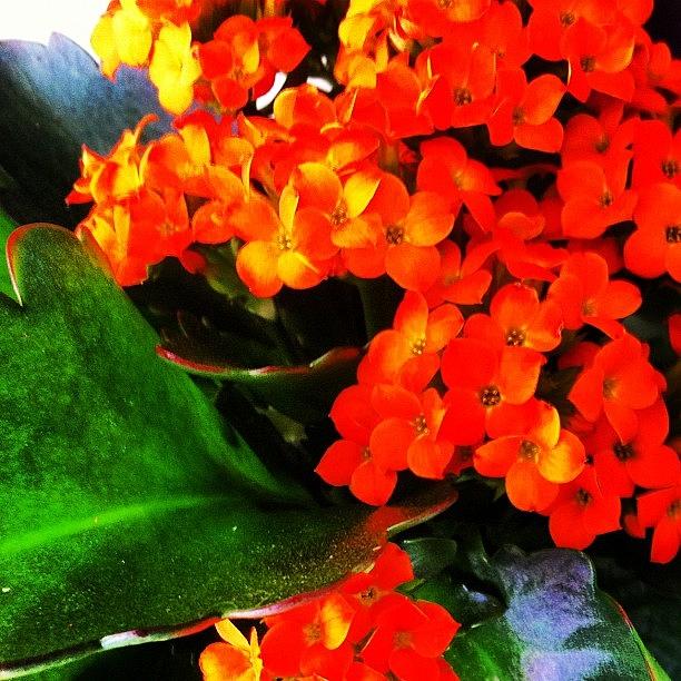 Flowers Still Life Photograph - #beautiful #orange #flower #green #1 by Kiko Bustamante
