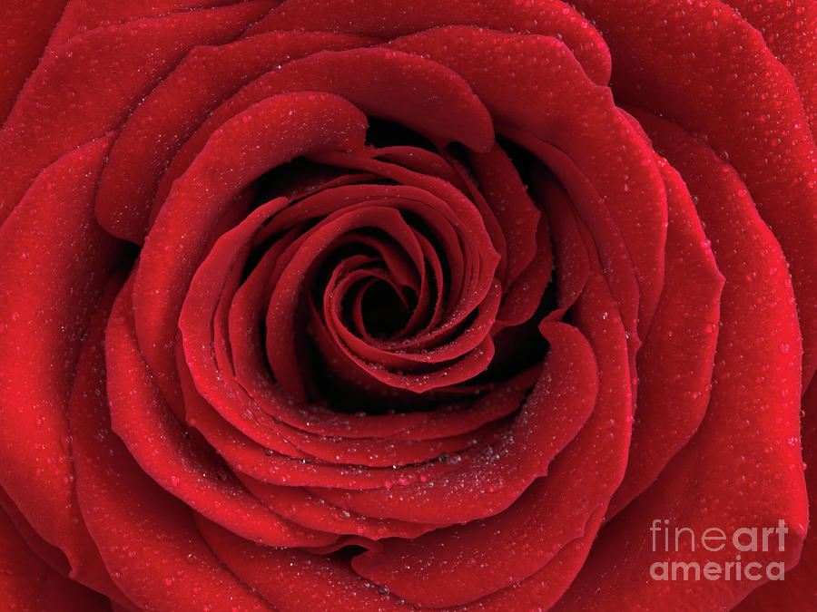 Beautiful Red Rose #1 Photograph by Maxim Images Exquisite Prints