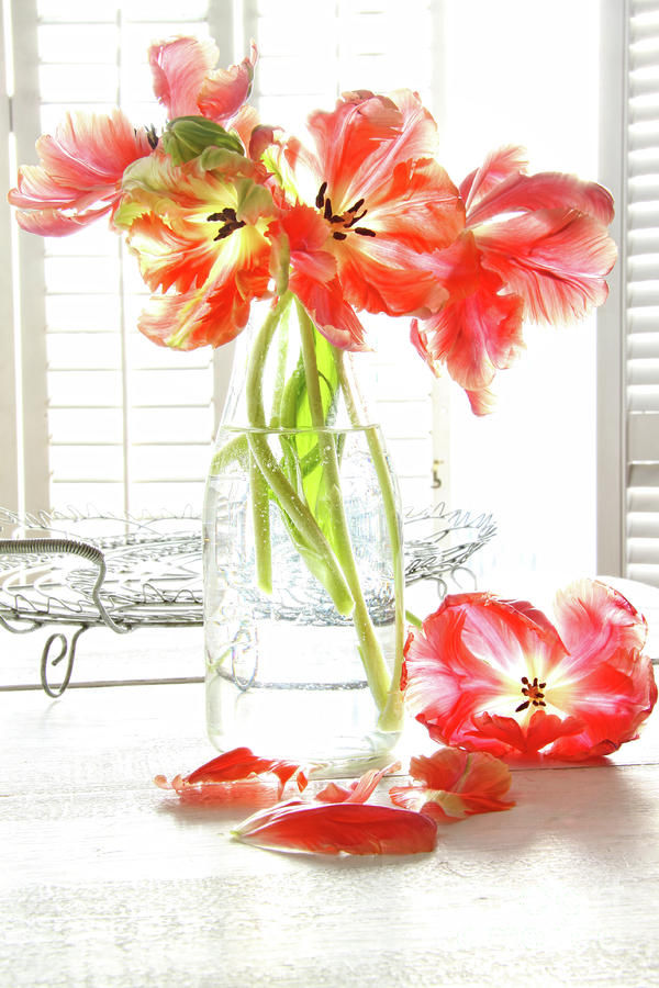 Beautiful tulips in old milk bottle  #1 Photograph by Sandra Cunningham