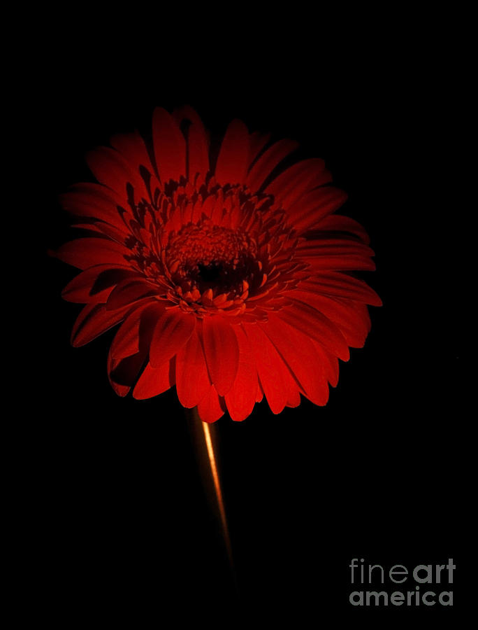 Daisy Photograph - Beauty in the Shadows #1 by Inspired Nature Photography Fine Art Photography