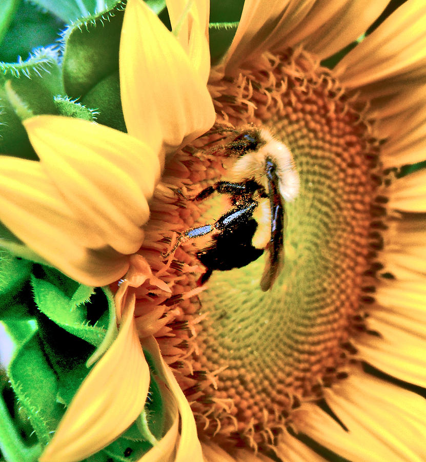 Vincent Van Gogh Photograph - Bee And Sunflower  #1 by Jon Baldwin  Art