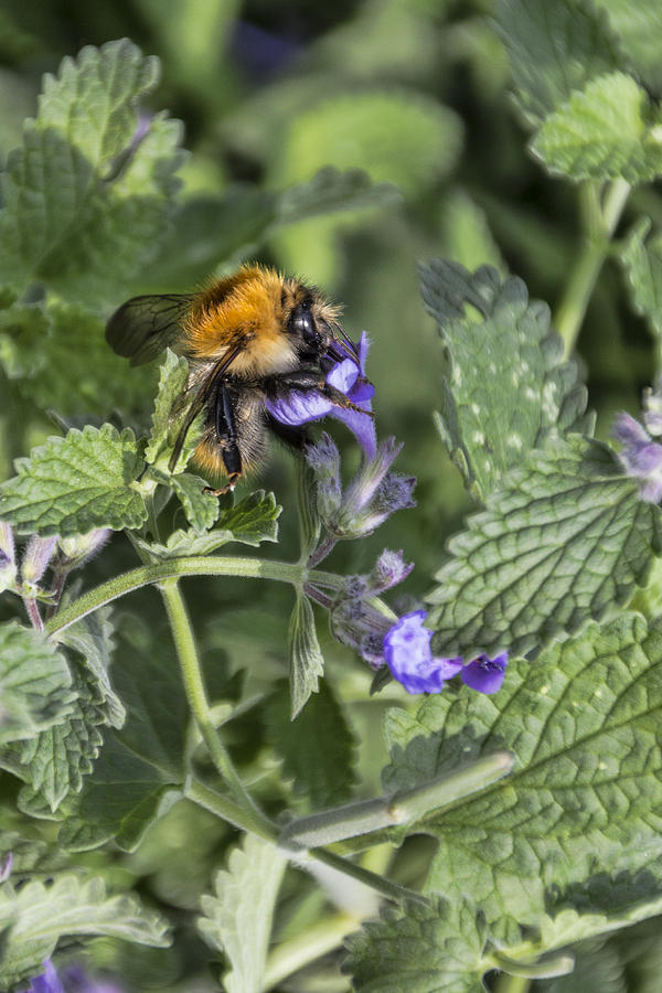 Bee #1 Photograph by David Gleeson
