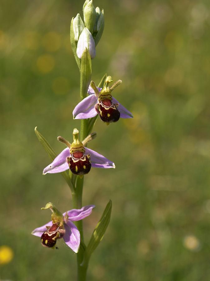 Flower Photograph - Bee Orchid (ophrys Apifera) #1 by Adrian Bicker