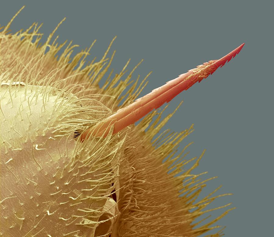 Bee Stinger, Sem Photograph by Steve Gschmeissner Pixels