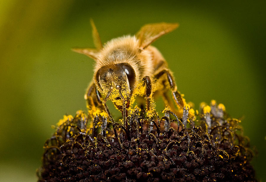 Bee There #2 Photograph by Jean Noren