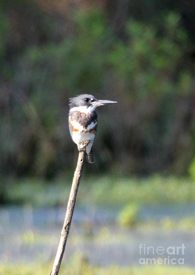 Belted Kingfisher #1 Photograph by Jack R Brock