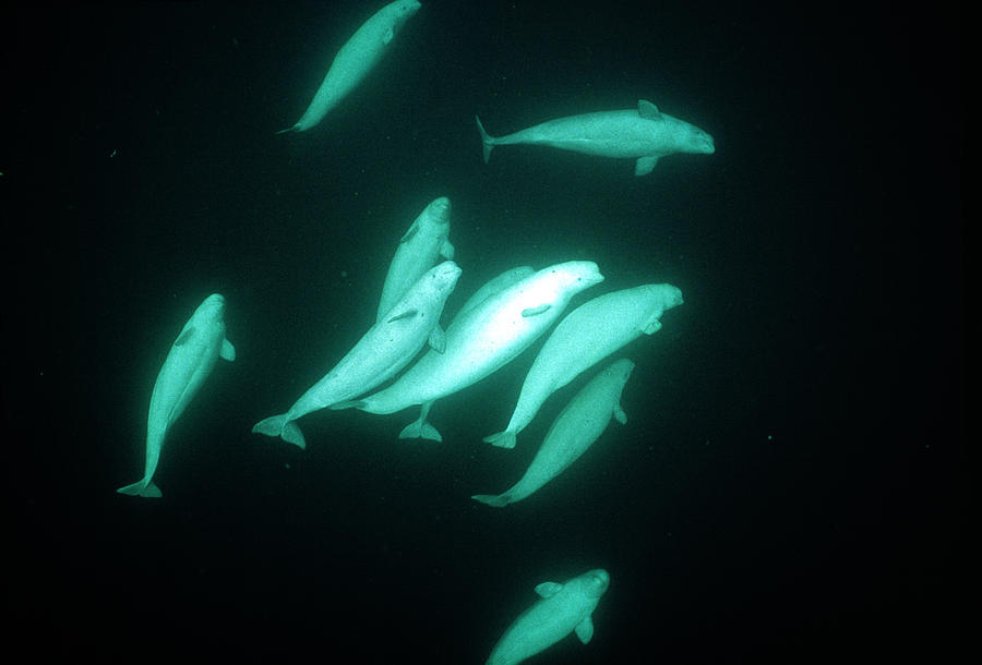 Wildlife Photograph - Beluga Whales #1 by Doug Allan
