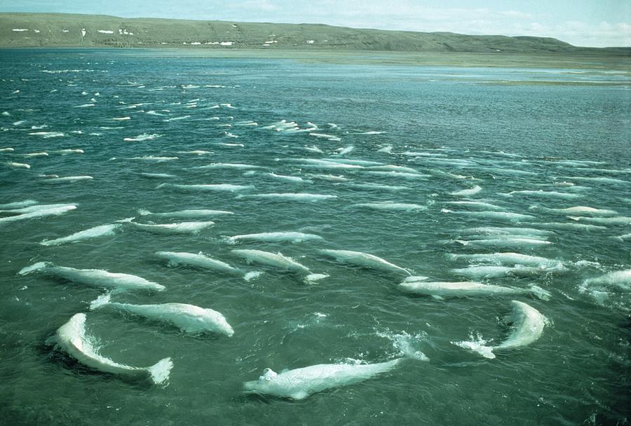 Wildlife Photograph - Beluga Whales Moulting #1 by Doug Allan