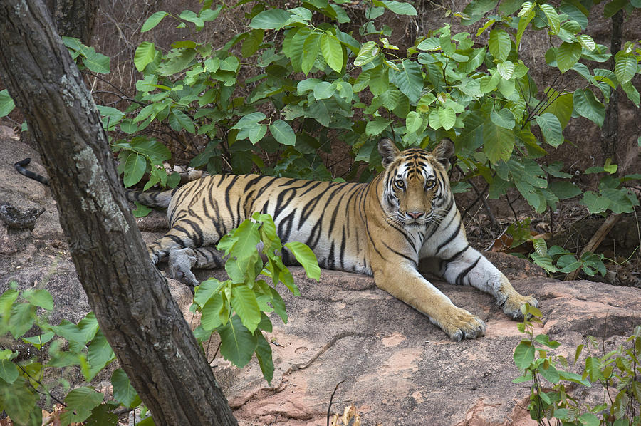 Bengal Tiger Female Bandhavgarh #1 Photograph by Suzi Eszterhas
