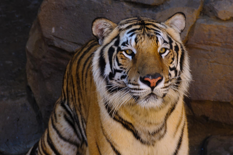 Bengal Tiger Photograph by Floridas Best Images - Pixels