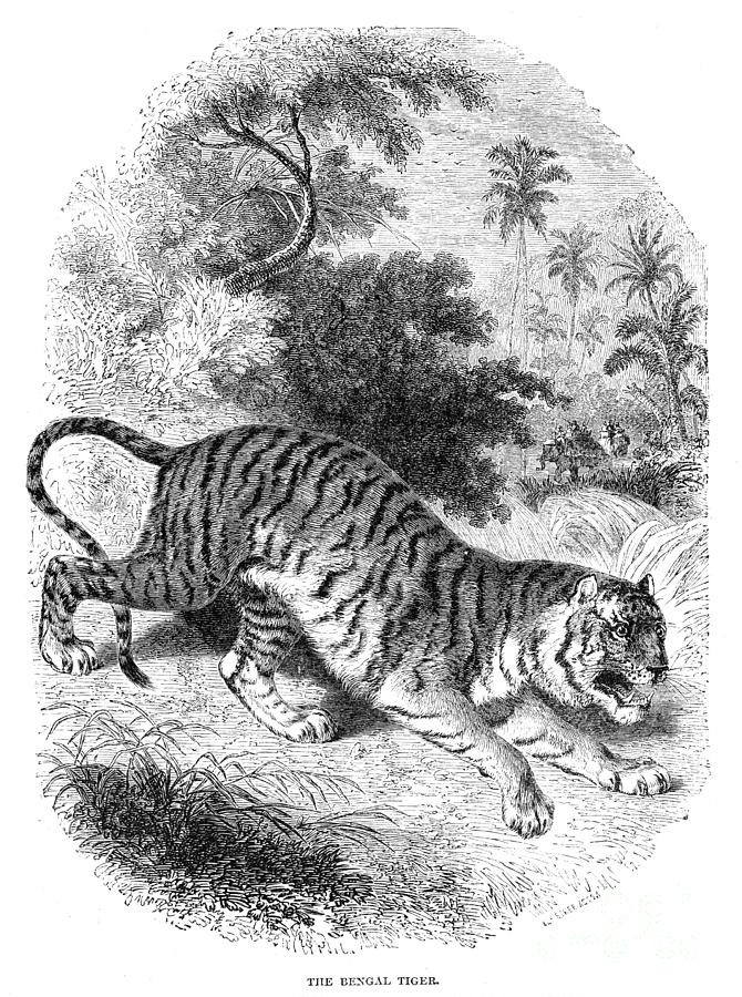 Tiger Photograph - Bengal Tiger #1 by Granger