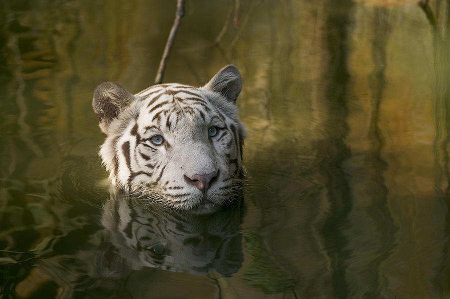 Bengal Tiger Panthera Tigris Tigris #1 Photograph by Cyril Ruoso