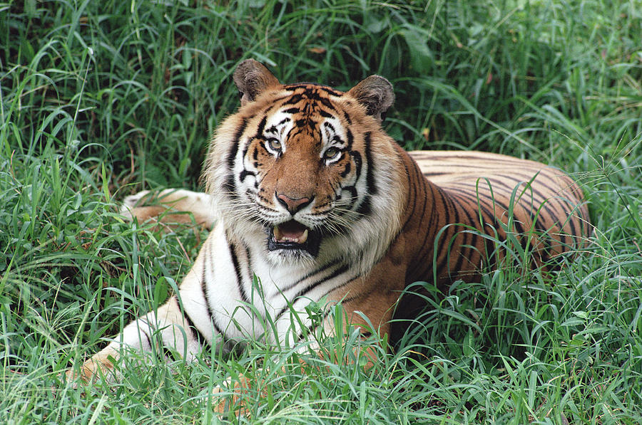 Bengal Tiger Panthera Tigris Tigris #1 Photograph by Gerry Ellis