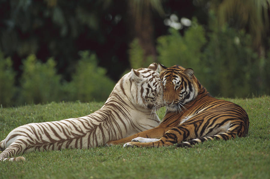 Bengal Tiger Panthera Tigris Tigris #1 Photograph by Konrad Wothe
