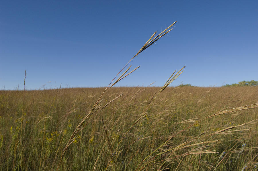 Big Bluestem Grass At Nine Mile Prairie Photograph By Joel Sartore