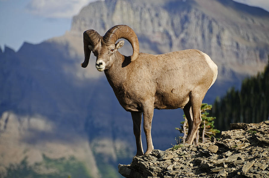 Big Horn Sheep 1 by Jim Guy