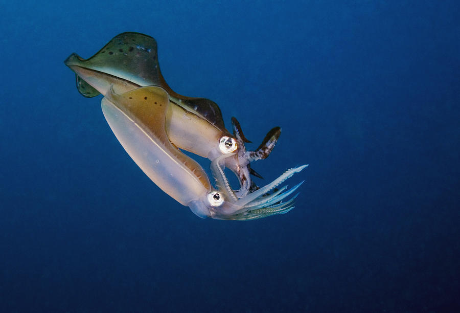 Bigfin Reef Squid Drawing