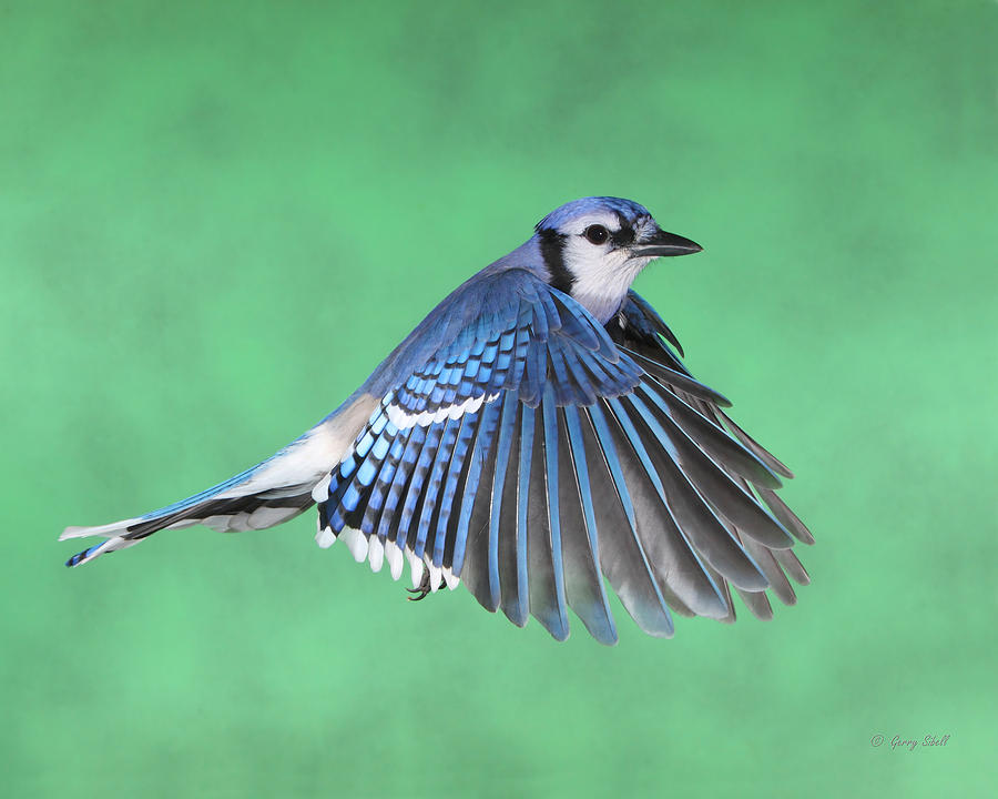 Billy Blue Jay #1 Photograph by Gerry Sibell