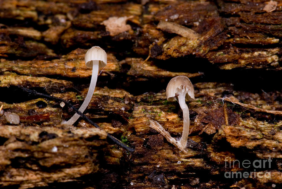 Bioluminescent Fungi #1 Photograph by Dant Fenolio